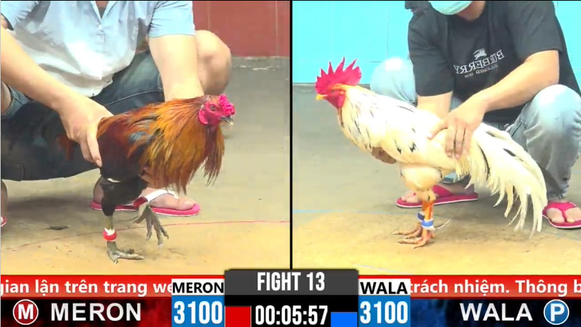 Xem Đá Gà Thomo 123ga – Sảnh Đấu Được Yêu Thích Nhất